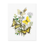 Beautiful Butterflies Post Card