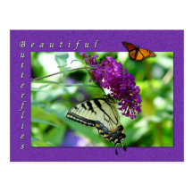 Beautiful Butterflies Postcard