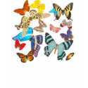 Beautiful Butterflies t-shirts