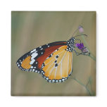 Beautiful butterfly and lifes nectar magnet