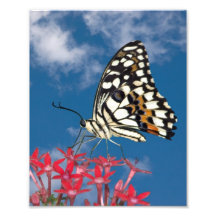Beautiful Butterfly Art Photo