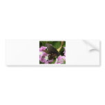 Beautiful Butterfly bumper stickers