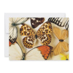 Beautiful Butterfly Collection Invitations