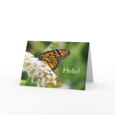 Beautiful Butterfly Greeting Card by Koobear