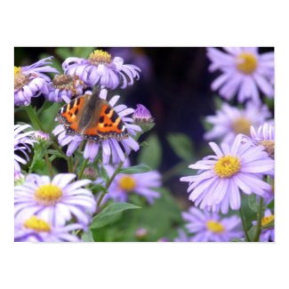 Beautiful Butterfly On Flowers