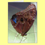 Beautiful Butterfly Photo cards