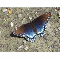 Beautiful Butterfly Pin photo sculptures