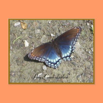 Beautiful Butterfly Postcard
