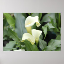Beautiful Cala Lily Print