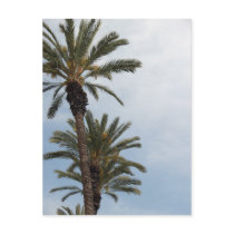 Beautiful California Palm Trees Postcard