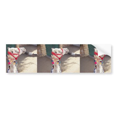 tattoos on head. Beautiful Camel With Festive Tattoos On Head Stand Bumper Sticker by animalpark