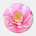 Beautiful Camellia Magnet