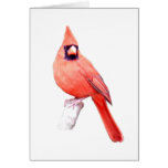 Beautiful Cardinal