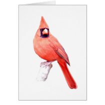 Beautiful Cardinal