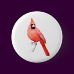Beautiful Cardinal