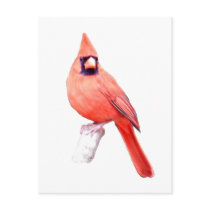 Beautiful Cardinal Post Card