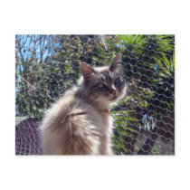 Beautiful Cat - postcard