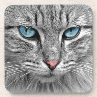 Beautiful Cat's Blue Eyes
