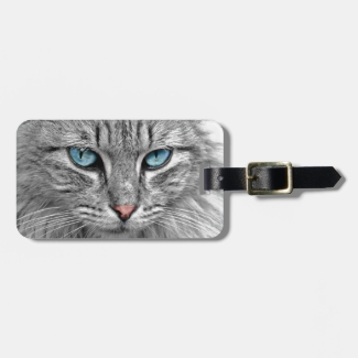 Beautiful Cat's Blue Eyes