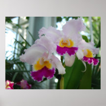 Beautiful Cattleya Orchid Posters