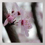 Beautiful Cherry Blossom Flowers Print
