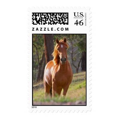 Beautiful chestnut horse photo portrait postage