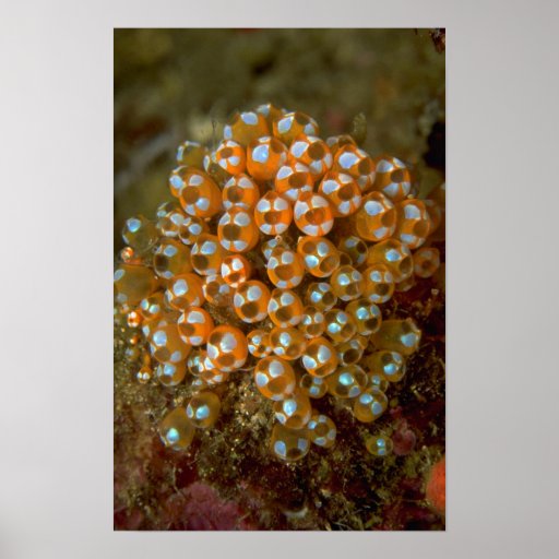 Beautiful Cluster of tunicates adorning a reef Print