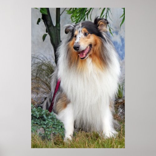 Beautiful Collie dog blue merle poster, print print