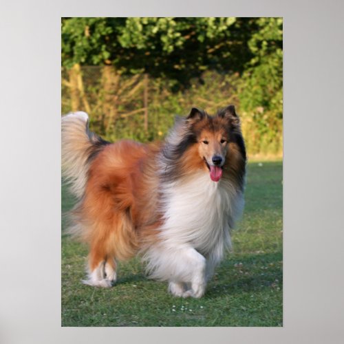 Beautiful Collie dog portrait poster, print, gift print