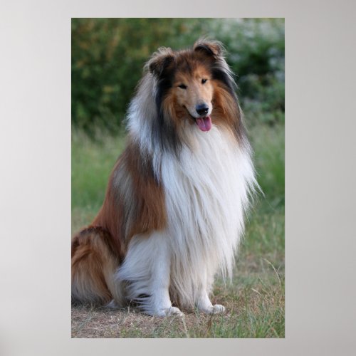 Beautiful Collie dog portrait poster, print, gift print