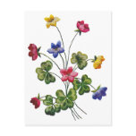 Beautiful Colorful Embroidered Wood Sorrel Post Card
