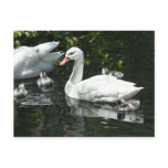 Beautiful Coscoroba Swan Family Postcard Beautiful Coscoroba Swan Family Postcard