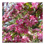 Beautiful Crab Apple Tree