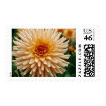 Beautiful Dahlia postage