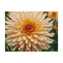 Beautiful Dahlia postcards
