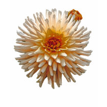 Beautiful Dahlia t-shirts