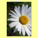Beautiful Daisy cards