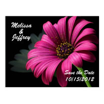 Beautiful Daisy postcards