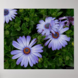 Beautiful Daisy Poster