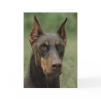 Beautiful Doberman cards