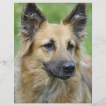 Beautiful Dog Flyer