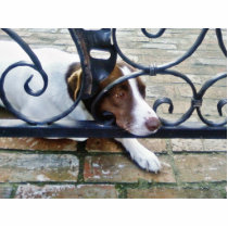 Beautiful Dog On Bricks photo sculptures