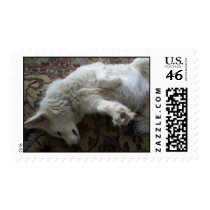 Beautiful Dolly the Turkish Akbash Dog Postage Stamp