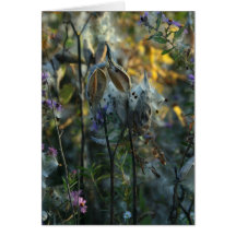 Beautiful Dreamer Cards