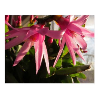 Beautiful Easter Cactus Flowers