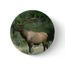 Beautiful Elk Pinback Buttons