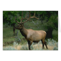 Beautiful Elk Cards