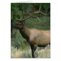 Beautiful Elk Card