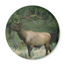 Beautiful Elk Magnets