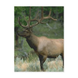 Beautiful Elk Post Cards